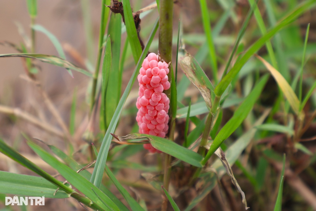 Nông dân thu lợi kép từ việc bắt loại thiên địch - 3