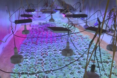 Truy nã toàn quốc ông "trùm" trồng cần sa công nghệ cao