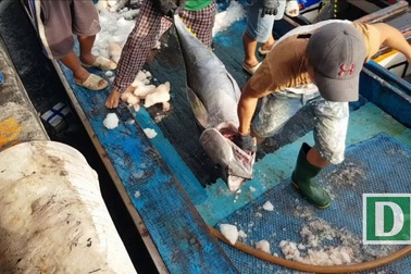 Ngư dân trúng đậm cá ngừ đại dương “khủng” sau Tết Mậu Tuất
