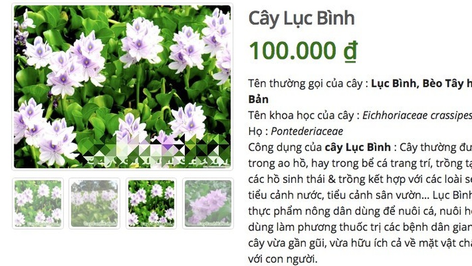 Ở quê bỏ đi lợn cũng không ăn, lên mạng bán 50 ngàn đồng/cây - 1 Ở quê bỏ đi lợn cũng không ăn, lên mạng bán 50 ngàn đồng/cây - 1