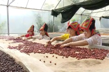 Phụ nữ Thái ở Sơn La thay đổi cuộc sống nhờ hạt cà phê