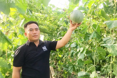 8X bỏ làm cán bộ, về "cắm" sổ đỏ, trồng dưa lưới, kiếm vài trăm triệu/năm