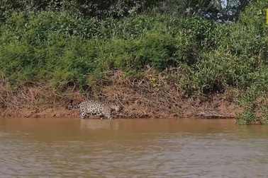 Cận cảnh báo đốm châu Mỹ “hạ gục” cá sấu