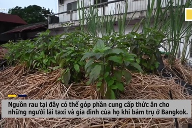 Bất ngờ vườn cà tím, rau xanh sum suê trên nóc hàng trăm xe taxi