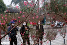 Không khí Tết tràn ngập tại chợ hoa đường Lạc Long Quân