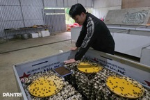 Bỏ phố cảng về bản khởi nghiệp, người đàn ông trở thành triệu phú