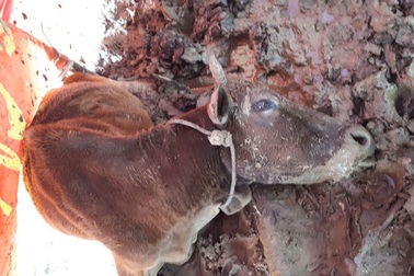 Thực hư chuyện một xã có gần 400 con trâu bò chết rét