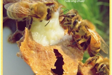 Bài thuốc chữa bé lười ăn đến từ nước Ý