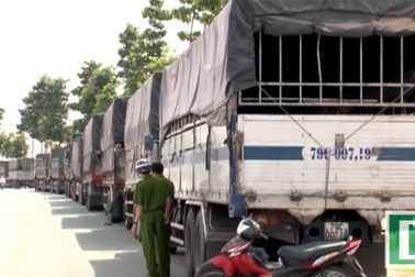 Chặn đoàn xe chở cát lậu “đại náo” trên đường Phạm Ngọc Thạch