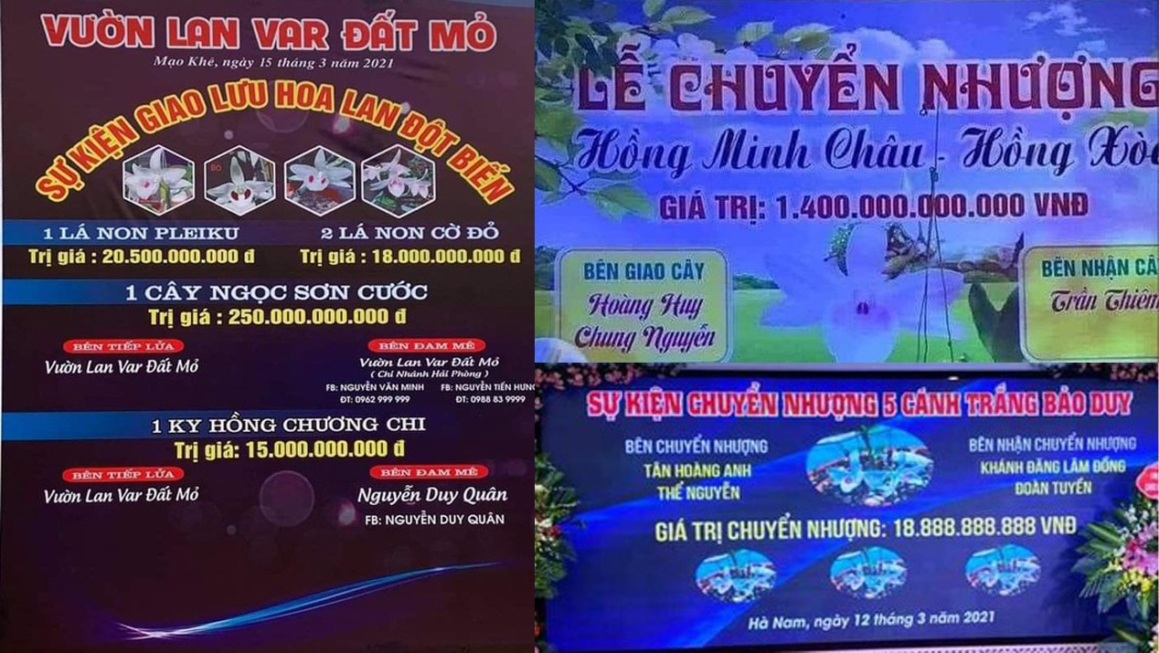 Lan đột biến hay lan đột quỵ mà khiến kẻ bán nhà, người ôm nợ? - 2 Lan đột biến hay lan đột quỵ mà khiến kẻ bán nhà, người ôm nợ? - 2