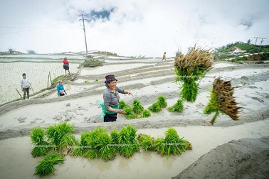 Vẻ đẹp ruộng bậc thang Lào Cai mùa nước đổ