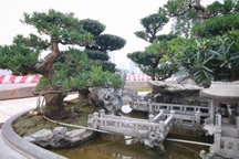 Chiêm ngưỡng “Đồi Tùng La Hán” thiết kế "bắt mắt" độc nhất vô nhị