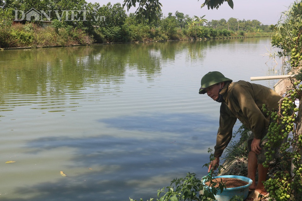 Nuôi cá chép lai thâm canh, nông dân Thanh Hóa lời 150 triệu đồng/ha - 7 Nuôi cá chép lai thâm canh, nông dân Thanh Hóa lời 150 triệu đồng/ha - 7