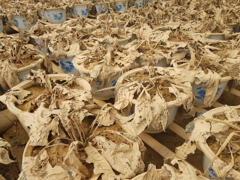 Quảng Trị: Người trồng hoa trắng tay sau mưa lũ! - 6 Quảng Trị: Người trồng hoa trắng tay sau mưa lũ! - 6