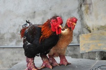 Thực hư chuyện gà Đông Tảo giá vài chục triệu đồng/con làm quà Tết