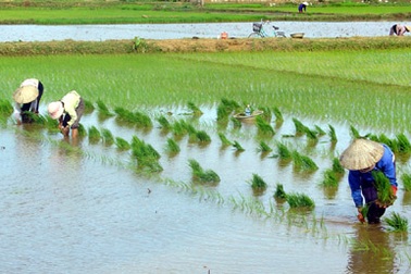 Sắp có bảo hiểm thiên tai cho nông dân