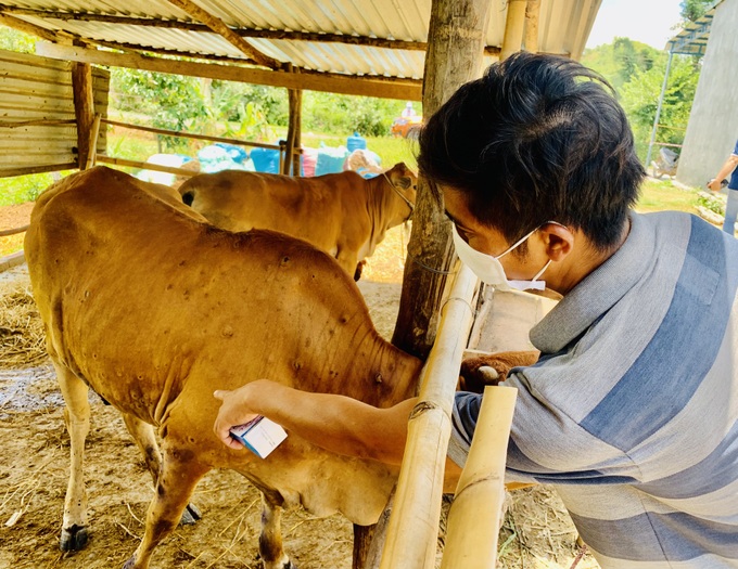 Xã Cư Pui lao đao vì bệnh viêm da nổi cục ở bò - Ảnh 1.