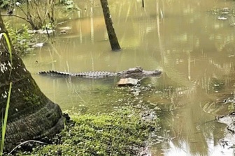 Xác minh thông tin cá sấu xuất hiện trong vườn ngập nước ở Cần Thơ