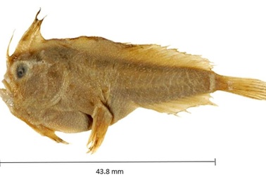 Phát hiện loài cá biển đầu tiên tuyệt chủng ở thời hiện đại