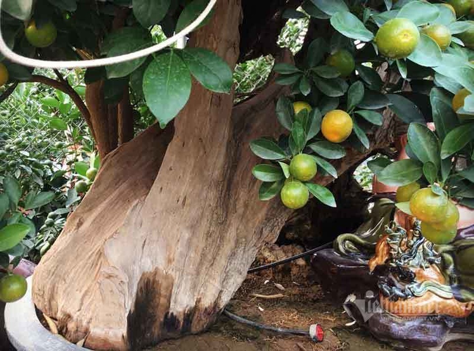Thân cây xác khô đẻ trăm quả vàng, đại gia rút tiền mua chơi Tết sớm - 2 Thân cây xác khô đẻ trăm quả vàng, đại gia rút tiền mua chơi Tết sớm - 2