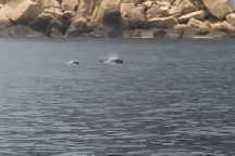 Đàn cá heo bơi tung tăng trên vịnh Nha Trang