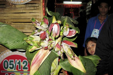 Cây chuối “lạ” cao nửa mét, trổ 13 bắp