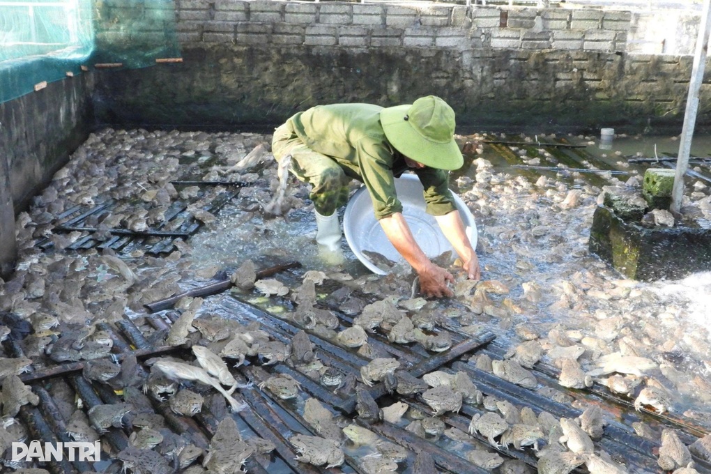 Lão nông thu nửa tỷ đồng mỗi năm từ nuôi ếch Thái - 1