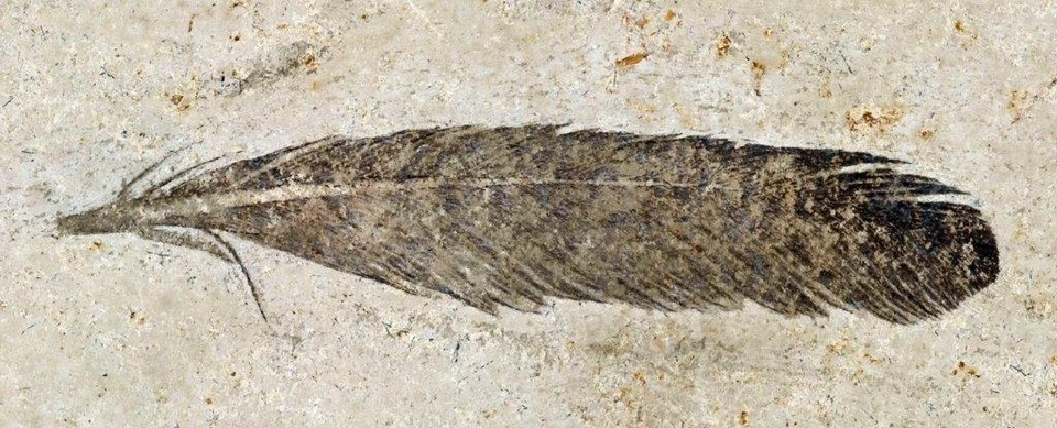 Bí ẩn hóa thạch lông khủng long cổ nhất hơn 1,5 thế kỷ chưa có lời giải - 1