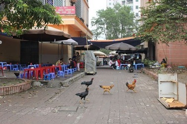 Nuôi gà ở chung cư, nấu cơm công sở dễ bị phạt nặng