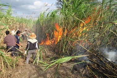 Nông dân mất Tết, điêu đứng vì mía cháy
