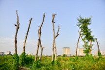 Hà Nội: Cây chết hàng loạt trên đường nghìn tỷ mới khánh thành