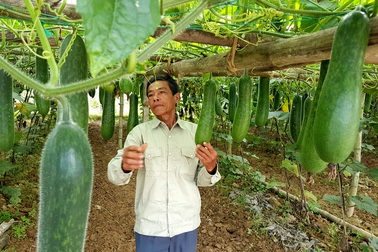 Bí đao trĩu giàn, dân không thèm thu hoạch vì giá quá bèo