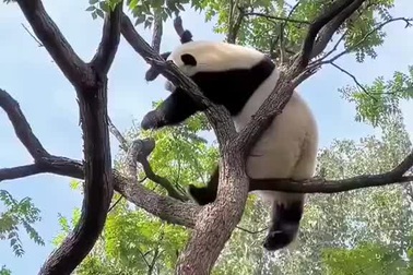 Bật cười trước những khoảnh khắc hài hước và đáng yêu của gấu trúc