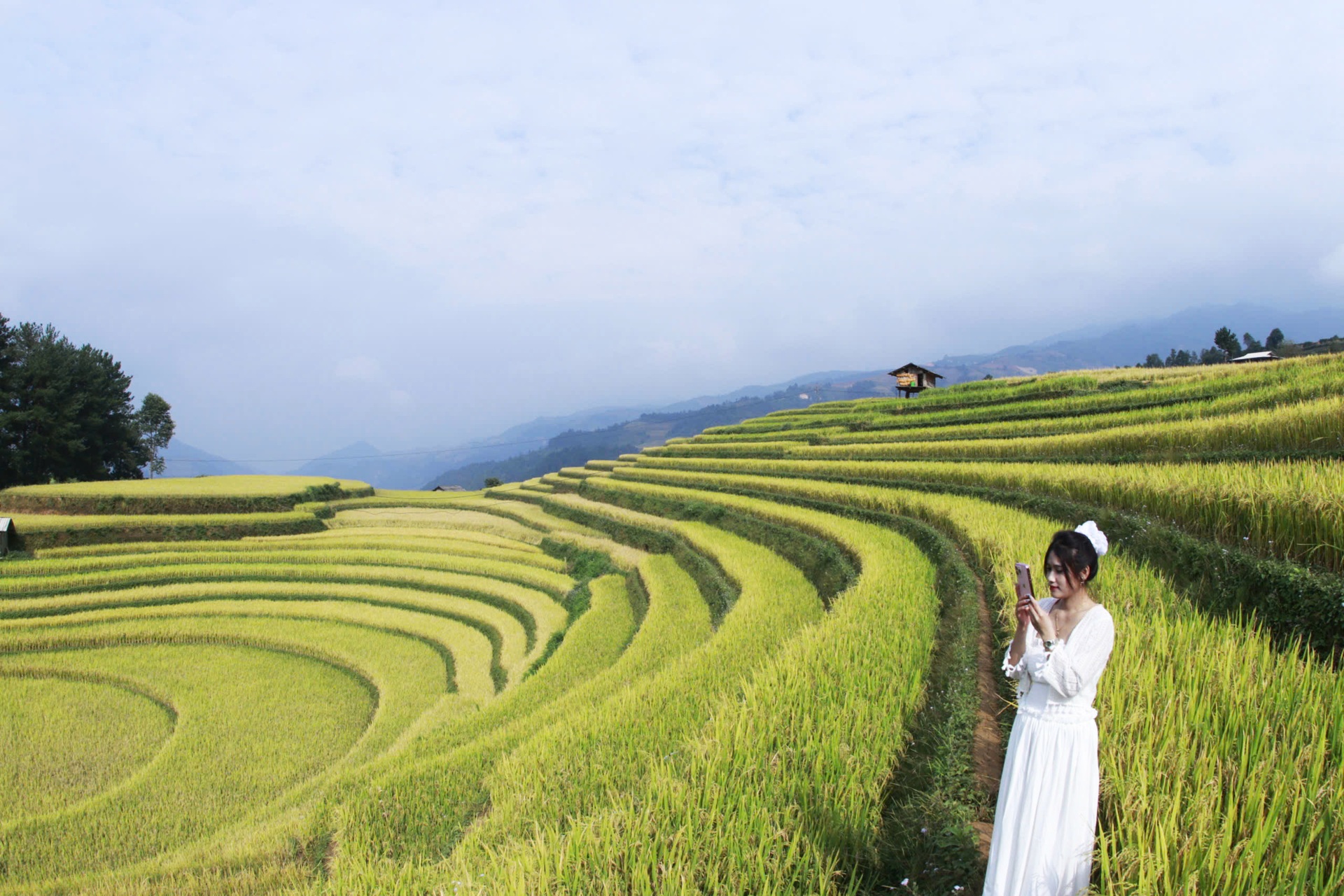 Mùa vàng trên những thửa ruộng bậc thang ở Mù Cang Chải - 4