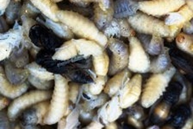 Tử vong vì ăn nhộng ong vò vẽ 