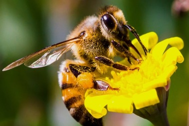 Đóng cửa cả một con phố vì 40.000 con ong "sát thủ" vỡ tổ