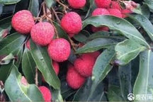 Cây vải gần 1.000 năm tuổi vẫn xanh tốt, hàng năm thu hoạch hơn một tấn quả