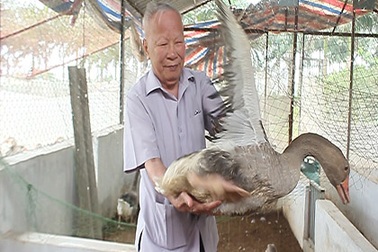 Nguyên Phó Thủ Tướng “về quê” chăn… ngỗng trời