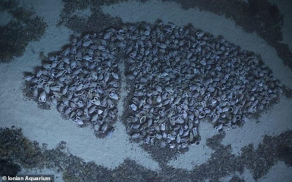 Xác tàu cổ chứa 6000 vò rượu nguyên vẹn được bảo quản tốt đến kinh ngạc - 1 Xác tàu cổ chứa 6000 vò rượu nguyên vẹn được bảo quản tốt đến kinh ngạc - 1