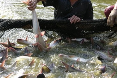 Nông sản ĐBSCL: Bao giờ lợi cùng chia, rủi ro cùng chịu!?