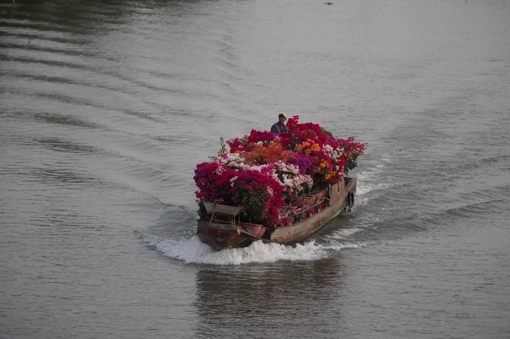 Chủ vườn hoa giấy sốc khi cả mùa Tết không ai hỏi mua - 5 Chủ vườn hoa giấy sốc khi cả mùa Tết không ai hỏi mua - 5