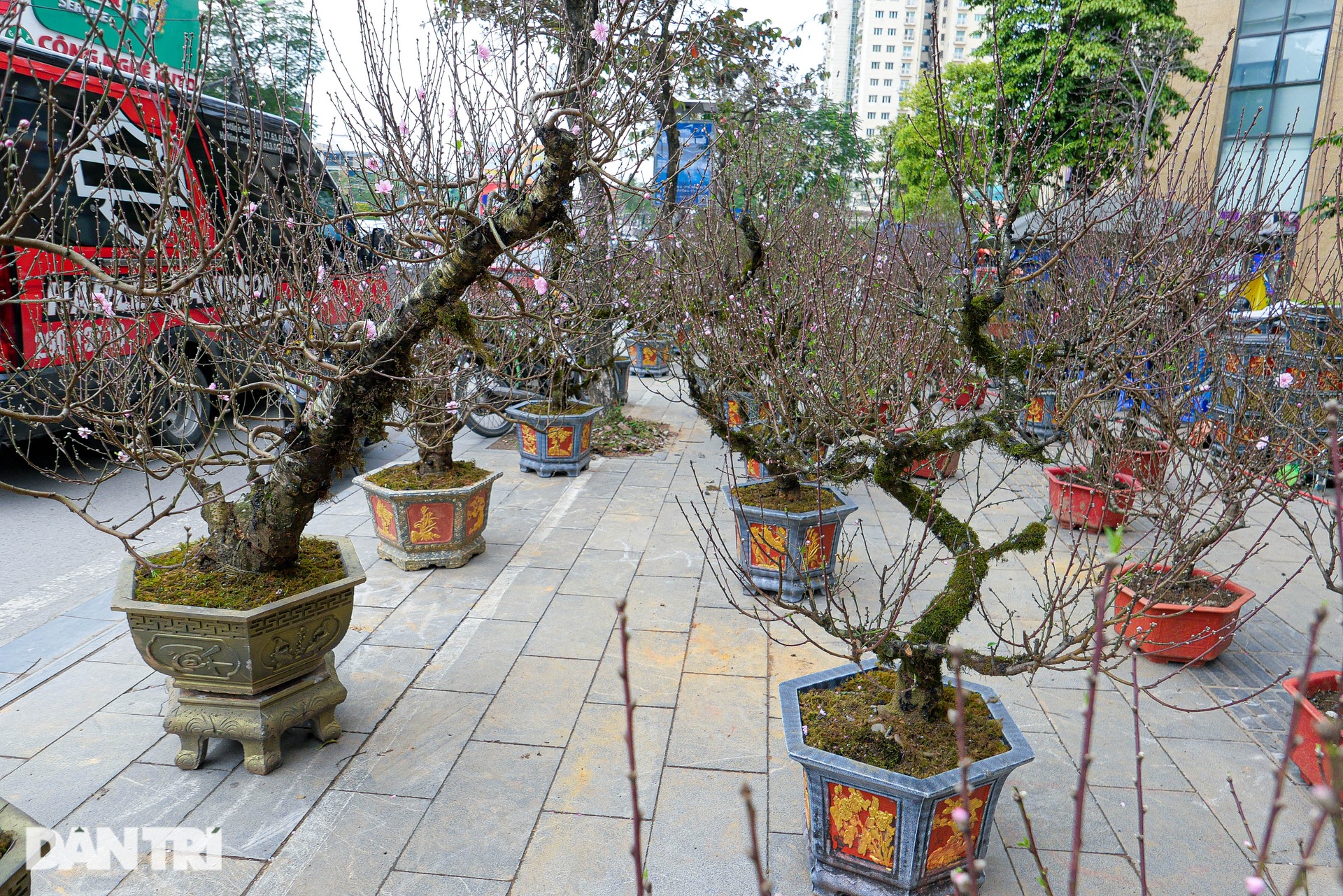 Đào núi Sa Pa tuyệt đẹp đổ bộ xuống Thủ đô - 4 Đào núi Sa Pa tuyệt đẹp đổ bộ xuống Thủ đô - 4