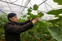 Nam thanh niên người Thái làm giàu từ đất, thu gần nửa tỷ đồng mỗi năm