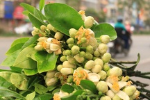 Dân Hà Nội "rộ mốt" mua hoa bưởi cúng rằm tháng Giêng