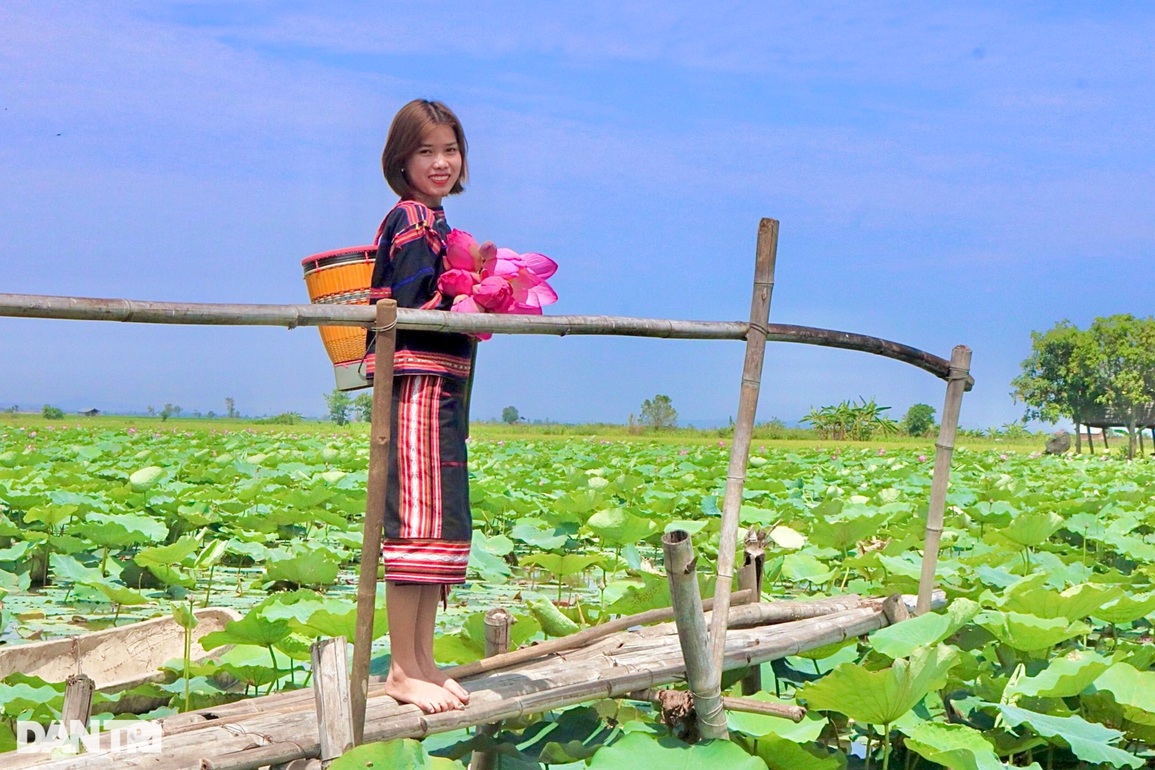Thiếu nữ Ba Na check-in cánh đồng sen tỏa hương trên cao nguyên - 5 Thiếu nữ Ba Na check-in cánh đồng sen tỏa hương trên cao nguyên - 5