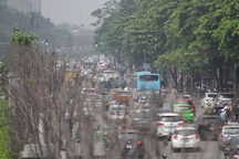 Nắng nóng thiêu đốt hàng trăm cây phong lá đỏ "sống như chết khô"