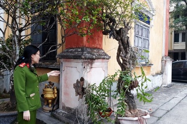 Bắt đối tượng tàng trữ ma túy, phát hiện nhóm chuyên trộm cây cảnh giá trị