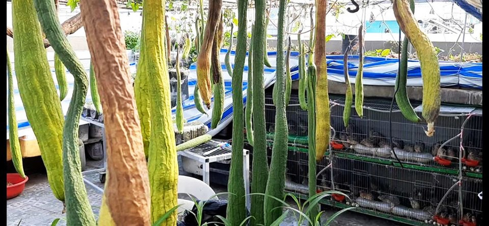 Quả trĩu cành, gà đẻ trứng trên sân thượng của bà chủ nhà trọ Sài Gòn - 7