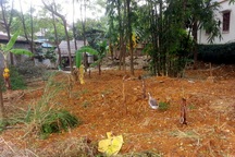 Chôn lấp rác thải y tế chưa qua xử lý ngay trong bệnh viện