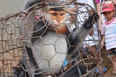 Tạm giữ nhóm thợ săn bắn voọc chà vá chân đen quý hiếm